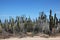 Cactus jungle in the desert, Cabo San Lucas, Mexico