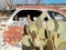 Cactus and a junk car