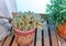 Cactus and kalanchoe in brown pots on a wooden stand. Mamillara prolifera and laciniate kalanchoe.