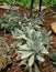 Cactus, Kalanchoe tomentosa