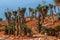 Cactus landscape. Cactus Mexico. Cactus field. Cactus garden.