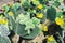 Cactus landscape. Cultivation of cacti. Cactus field. Garden of flower Opuntia microdasys.