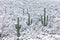 Cactus landscape with snow in Saguaro National Park.