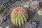 Cactus in Lanzarote island, Spain Echinocactus grusonii