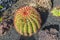 Cactus in Lanzarote island, Spain Echinocactus grusonii