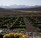 cactus lanzarote spain la geria vine