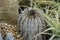 Cactus in Latin called Uebelmannia pectinifera growing in a botanical garden.