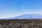 A Cactus on a lava rock field