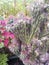 cactus, leaf, pink, lawn, garden, forest, beautiful