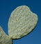 Cactus leaf in the shape of a heart. Photographed at Babylonstoren, Franschhoek, Cape Winelands, South Africa.