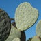 Cactus leaf in the shape of a heart. Photographed at Babylonstoren, Franschhoek, Cape Winelands, South Africa.