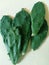 Cactus leaves in close-up