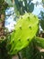 cactus leaves or ladle cactus plants