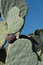 Cactus leaves in the shape of a heart. Photographed at Babylonstoren, Franschhoek, Cape Winelands, South Africa.