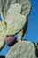 Cactus leaves in the shape of a heart. Photographed at Babylonstoren, Franschhoek, Cape Winelands, South Africa.