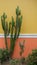 Cactus-like plant against a yellow-red wall