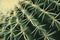 cactus lines close-up, macro succulent needles close-up, green texutra succulent