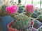 Cactus Lobivia cinnabarina var. grandiflora with large flowers