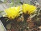 Cactus Lobivia jajoiana with yellow flowers