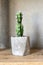 Cactus in loft interior. Succulent in concrete pot.