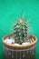 Cactus with long spines on a green background.