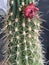 Cactus of love