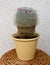 Cactus - mammilaria hahniana
