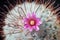 Cactus Mammillaria bombycina blooms with pink flower on dark background