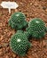 Cactus, Mammillaria bucareliensis