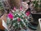 Cactus Mammillaria Centricirryha Blooms, Close-Up