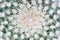 Cactus Mammillaria closeup upper view
