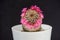 Cactus Mammillaria matudae blooming against a dark background