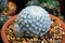 Cactus mammillaria plumosa in a pot