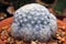 Cactus mammillaria plumosa in a pot