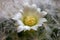 Cactus mammillaria plumosa with white blossom