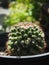 Cactus, mammillaria polythele blooming in pot