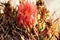 Cactus, Maricopa County, Rio Verde, Arizona