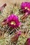 Cactus, Maricopa County, Rio Verde, Arizona