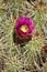 Cactus, Maricopa County, Rio Verde, Arizona