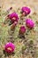 Cactus, Maricopa County, Rio Verde, Arizona