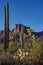 Cactus Medley in the  Superstition Mountains, Arizona