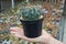 Cactus `Melocactus` is grown in a black pot in the hands of a young woman