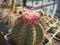 Cactus Melocactus matanzanus with cephalium and flowers