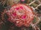 Cactus Melocactus matanzanus with cephalium and flowers