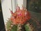 Cactus Melocactus matanzanus with flowers and fruits