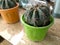 Cactus ( Melocactus zehntneri Plant, beech plant ) planted in pot