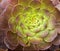 Cactus, Mexican Rose,This succulent is drought tolerant,