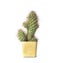 Cactus mini isolated