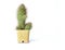 Cactus mini isolated white