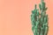 Cactus. Minimal creative stillife on pastel orange